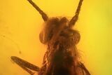 Fossil Caddisfly (Trichopterae) In Baltic Amber #72243-2